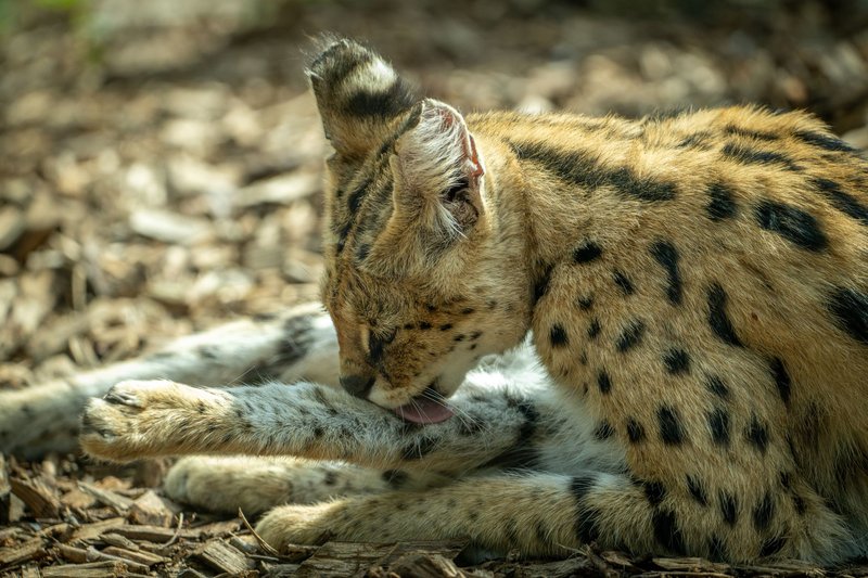 A serval cat meticulously grooming its fur amidst natural surroundings, highlighting its grace.