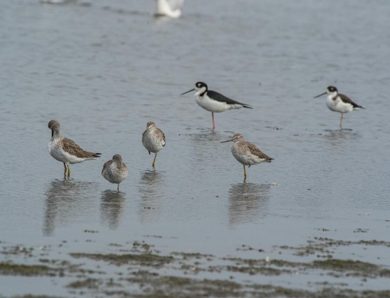 A group of various shorebirds wading in shallow water, displaying natural behavior.