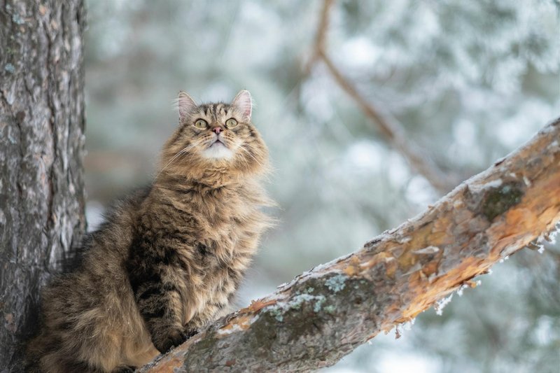 Majestic fluffy cat sitting on a snowy pine tree branch looking upwards.