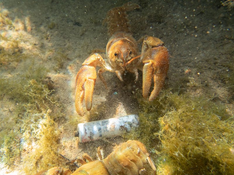 Crayfish exploring underwater near Podgorica, Montenegro, highlighting aquatic life.