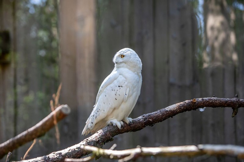 A stunning white owl perched on a branch in Tallinn, Estonia, showcasing its majestic beauty.