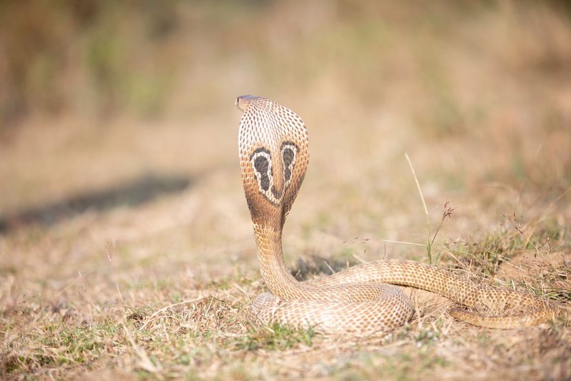 A striking cobra with raised hood in its natural outdoor setting, highlighting its intricate scales and patterns.