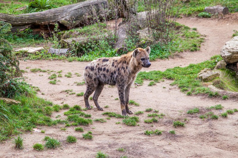 A spotted hyena standing in a zoo setting with natural surroundings.