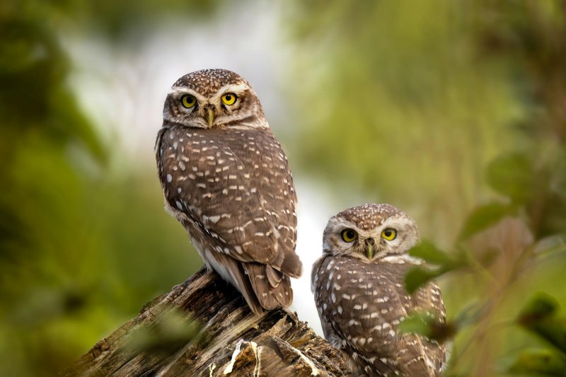 Two spotted owls with striking yellow eyes perched on a tree branch. Perfect for nature and wildlife imagery.