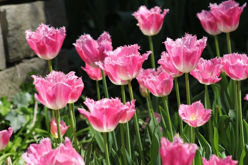Bright pink tulips in full bloom outdoors, capturing the essence of spring.