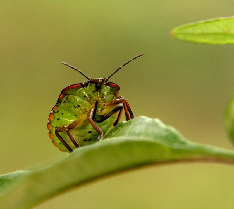 Detailed macro image of a green stink bug perched on a leaf in its natural habitat.