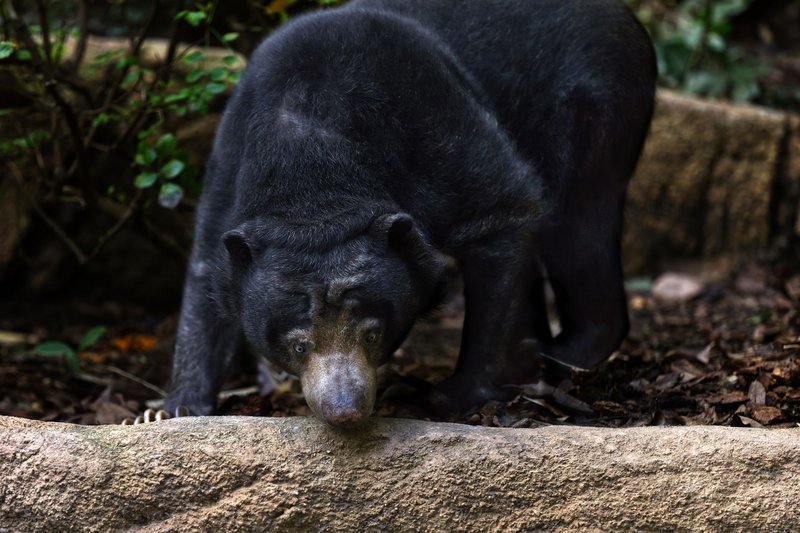 Captivating image of a sun bear exploring the lush rainforest floor, embodying wildlife beauty.