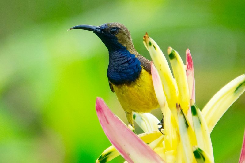 Vibrant sunbird perched on a tropical flower in a lush outdoor setting.
