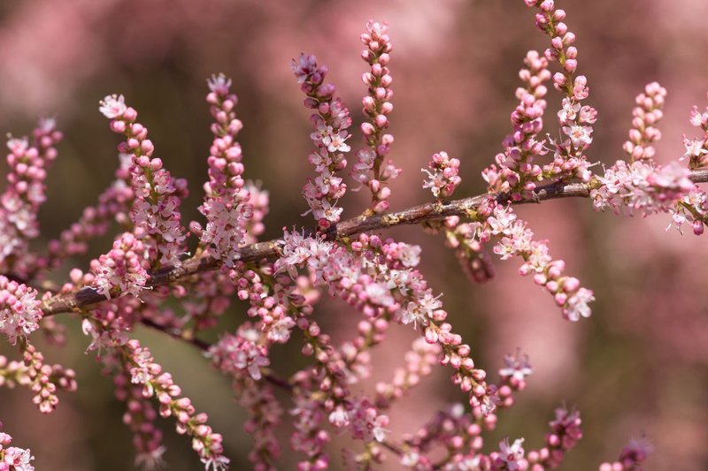 Detailed macro shot of pink tamarisk flowers blooming in spring with blurred background.