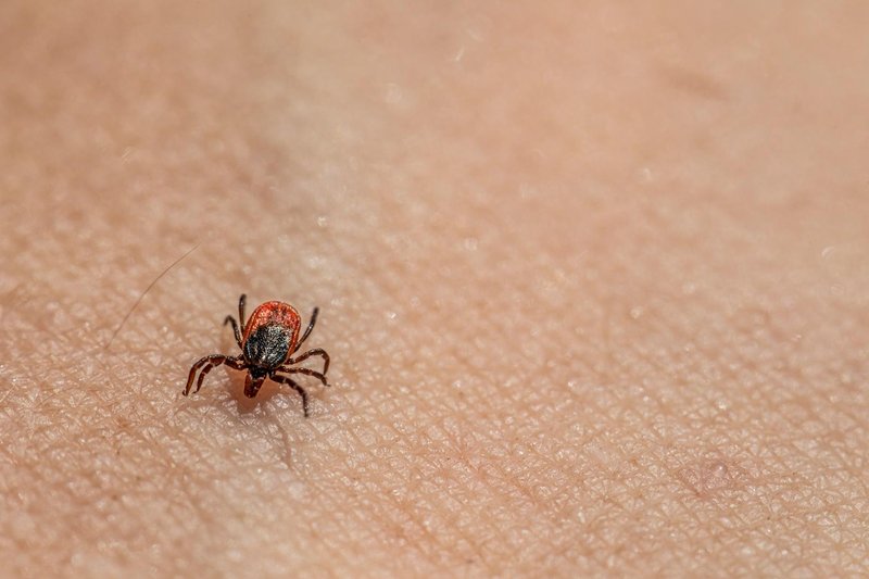 Macro image of a tick on human skin, highlighting textures and details.
