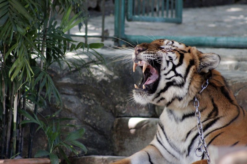 A Bengal tiger roaring in an outdoor habitat beside green plants.