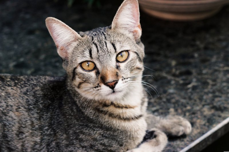A serene striped domestic cat with striking eyes lies comfortably on a surface.