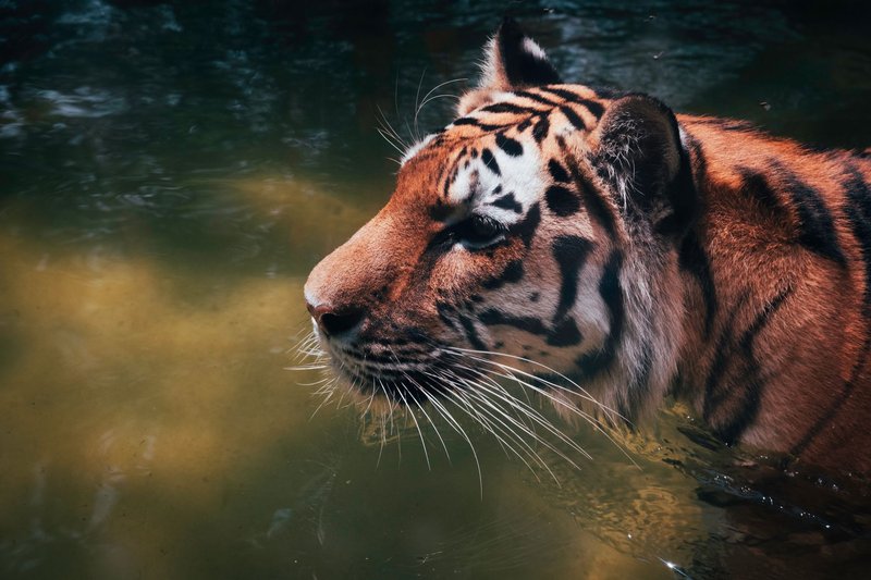 Close-up of a tiger wading in water, showcasing its powerful presence and natural environment.