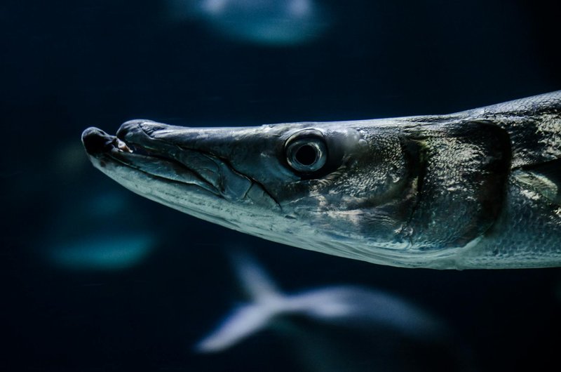 Detailed close-up of a majestic barracuda fish swimming underwater, showcasing its sharp features.