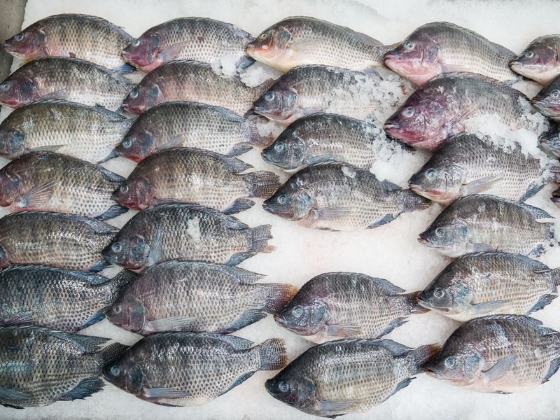Numerous raw tilapia fish arranged neatly on ice at a seafood market.
