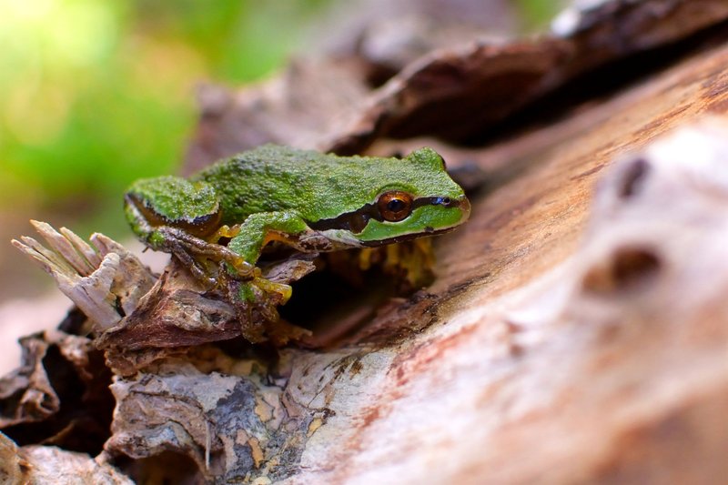 Close-up of a vibrant green tree frog perched on tree bark with a blurred natural background.