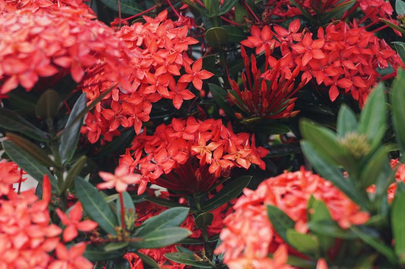 Close-up of vibrant red Ixora flowers with lush green leaves, perfect for floral and nature themes.