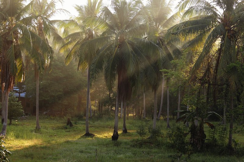 Sunlight filters through palm trees in a serene forest setting, casting warm morning rays.