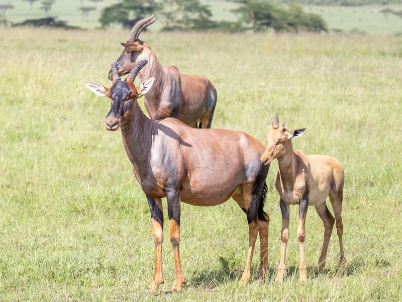 Group of tsessebe antelopes including a calf standing in the grassy savanna, Africa.