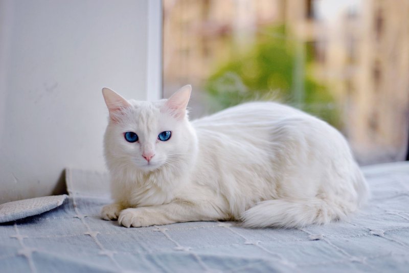 A serene white cat with striking blue eyes lounging inside by a window.