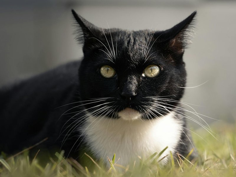 A detailed portrait of a tuxedo cat lying on green grass with intense yellow eyes exuding calmness.