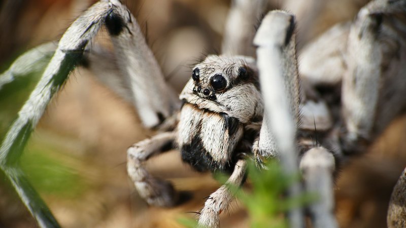 Macro shot of a wolf spider showcasing its detailed features and dark habitat.