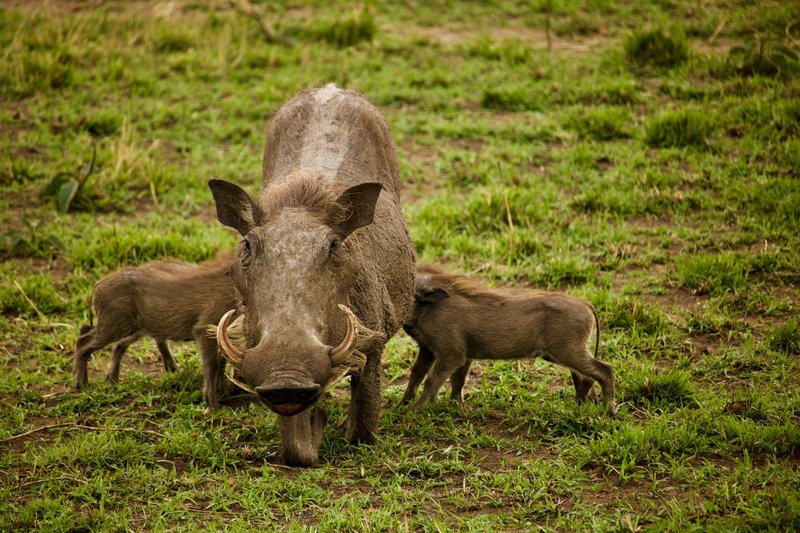 Close-up of a warthog with piglets on a grassy savanna, showcasing wildlife in natural habitat.