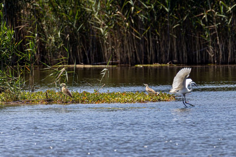 Two birds resting and one flying on a serene wetland amid tall reeds under daylight.