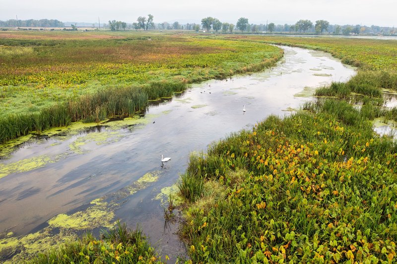 A serene view of Alma, Wisconsin wetlands with lush foliage and winding river.