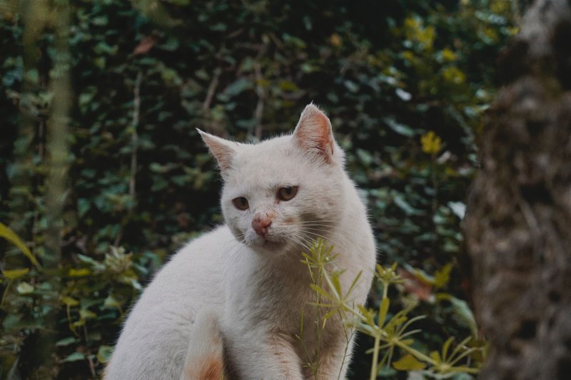 A solitary white cat resting quietly in a lush green park setting outdoors.
