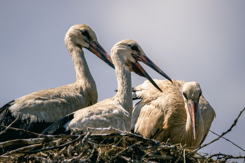 Three storks resting in their nest under the clear blue sky, showcasing wildlife behavior.