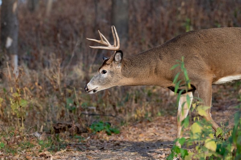 Majestic white-tailed deer buck walking through autumn forest path.