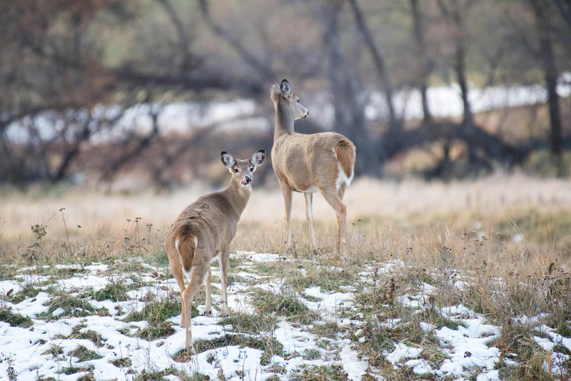 Two white-tailed deer stand in a snowy field surrounded by trees.
