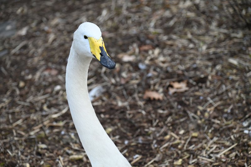 Close-up of a graceful whooper swan in a natural setting, showing detail and elegance.