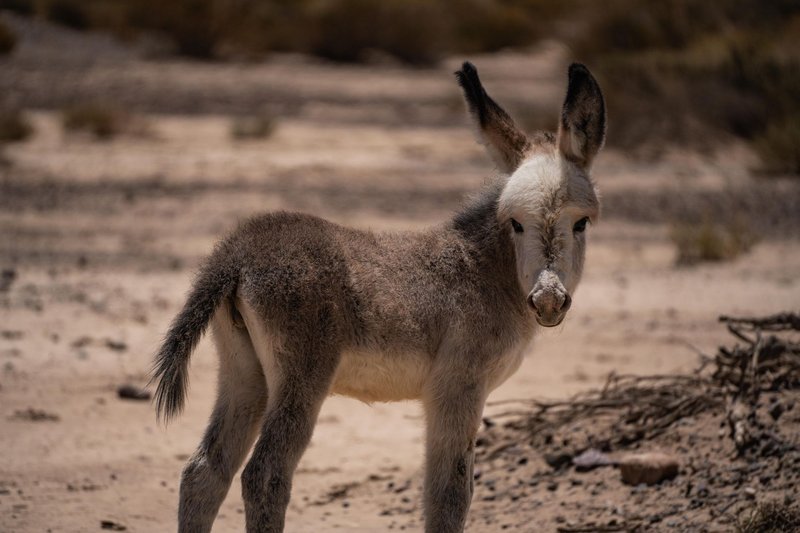 A fluffy young donkey stands in a sunlit desert landscape, showcasing its natural beauty.