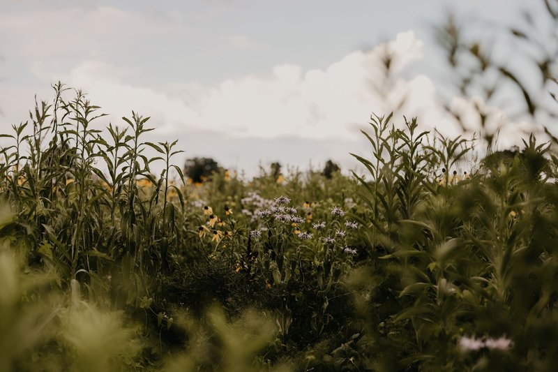 Scenic view of a tranquil wildflower field with lush greenery and cloudy sky.
