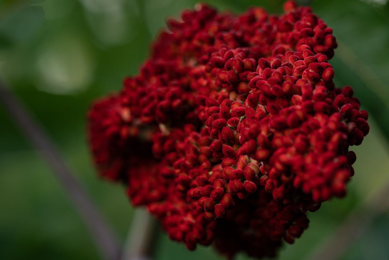 Detailed macro shot of red sumac berries against a lush green background, showcasing natural beauty.
