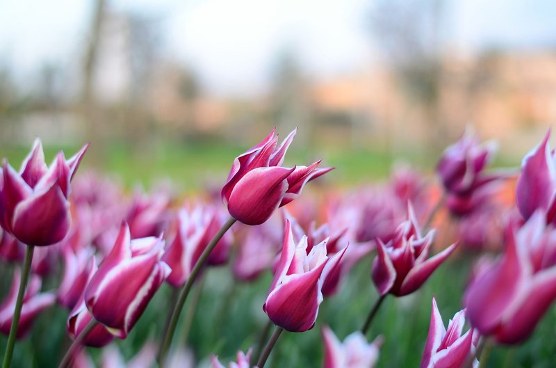 Close-up of pink tulips blooming in a lush green garden during springtime.