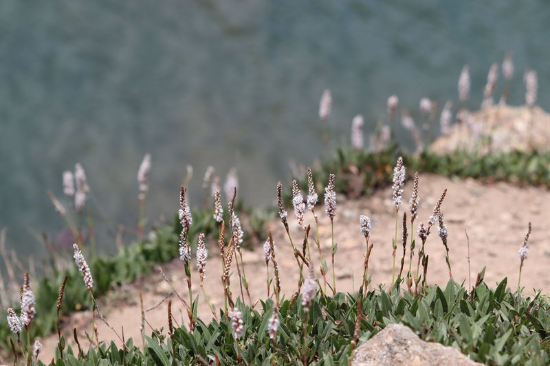 Close-up of wildflowers along a rocky riverbank with a blurry water background.