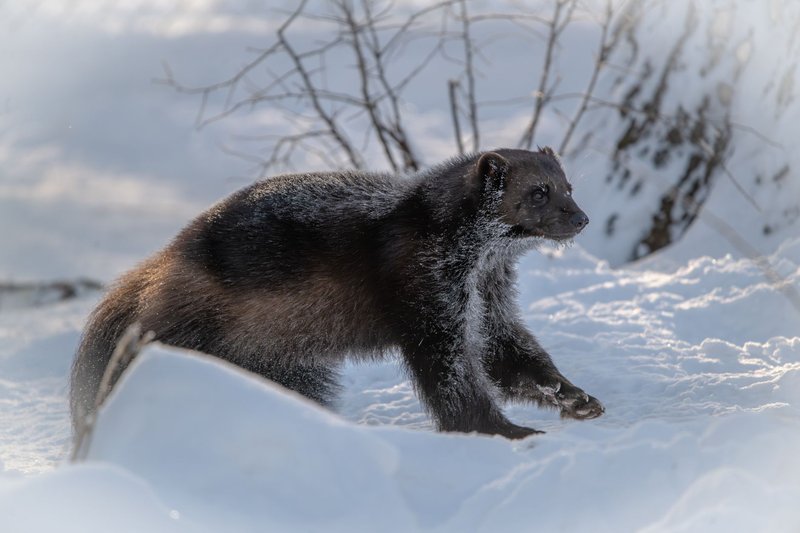 A wolverine traverses a snow-covered forest landscape during winter.