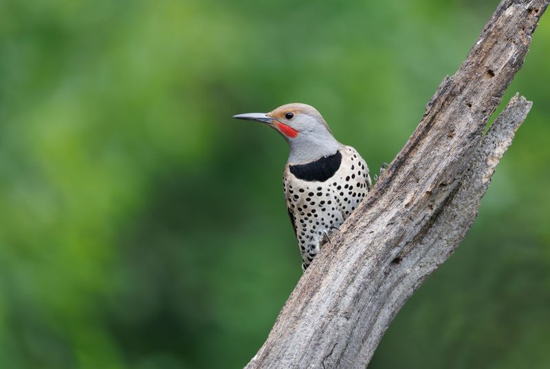 Close-up of a Northern Flicker woodpecker perched on a tree branch in nature.