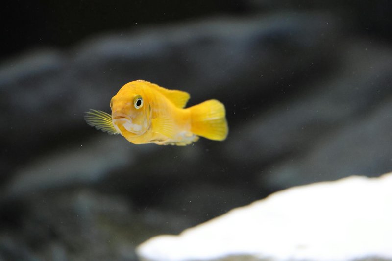 Close-up of a bright yellow fish swimming in an aquarium with a blurred background.