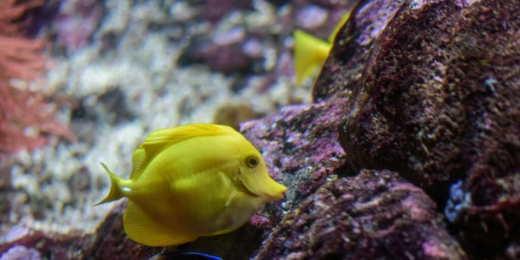 Yellow Fish Identification 14 Types of Yellow Fish (With Pictures & ID Guide) - Flora Fauna Fun