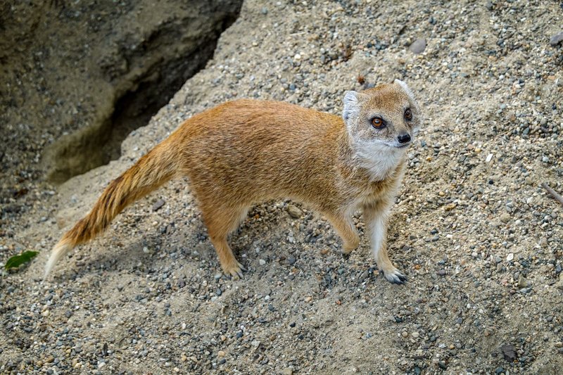 A detailed close-up of a yellow mongoose standing on rocky terrain, showcasing its curious expression.