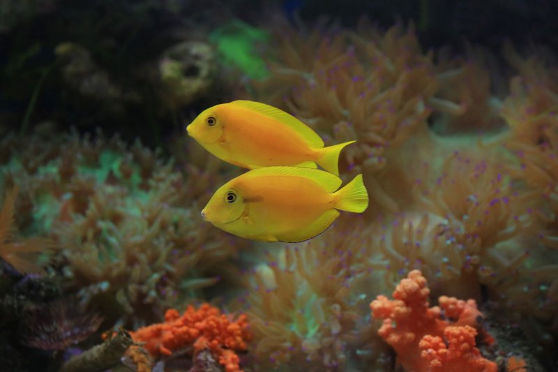 Two vibrant yellow tang fish swimming gracefully among colorful coral reefs.