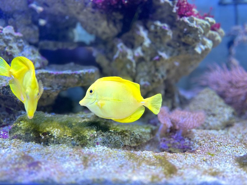 Close-up of vibrant yellow tang fish swimming in a colorful coral reef aquarium.