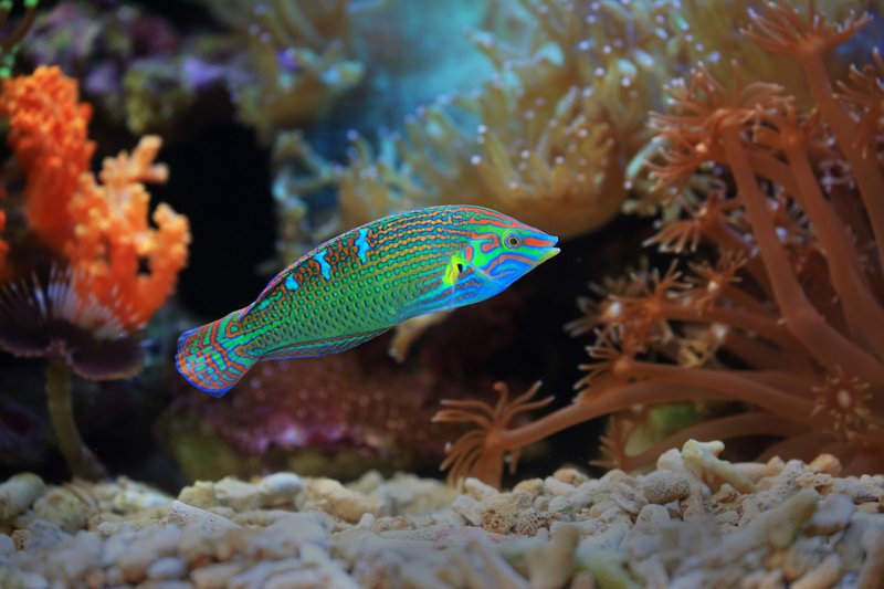 Close-up of a colorful wrasse fish swimming among corals in an aquarium setting, showcasing vivid underwater life.