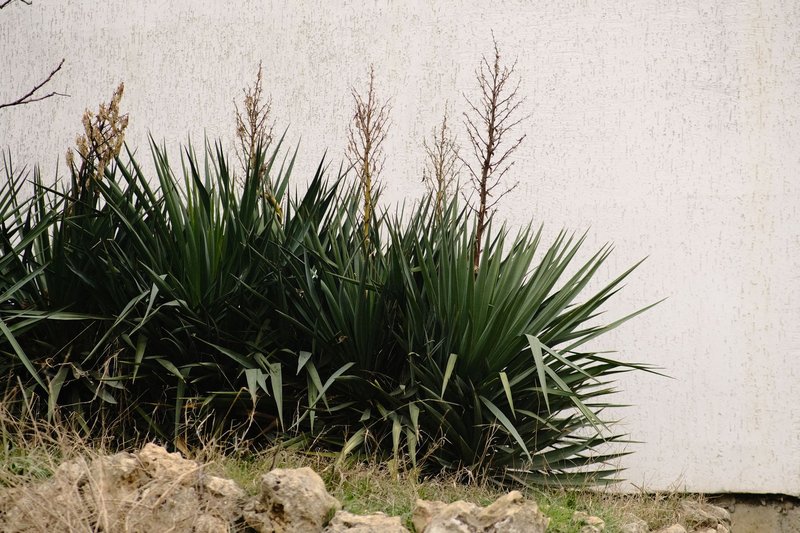 Close-up of yucca plants growing alongside a textured concrete wall with visible greenery and rocks.