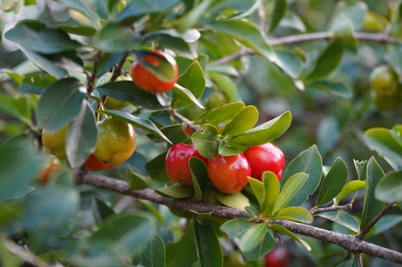Close-up of ripe red acerola cherries on lush branches, symbolizing nature's bounty.