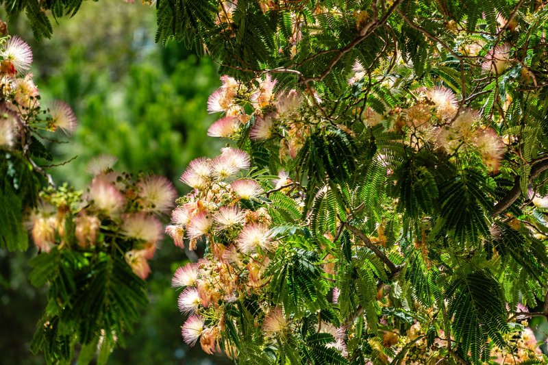 Bright pink Albizia flowers blooming amidst lush green foliage on a sunny day.